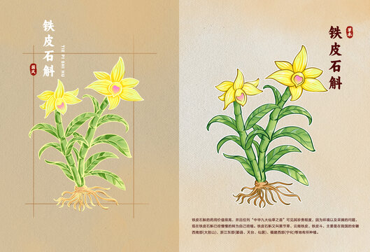中醫(yī)草藥鐵皮石斛花