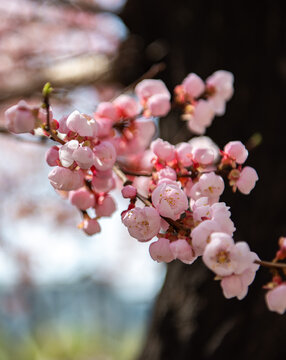 春色桃花