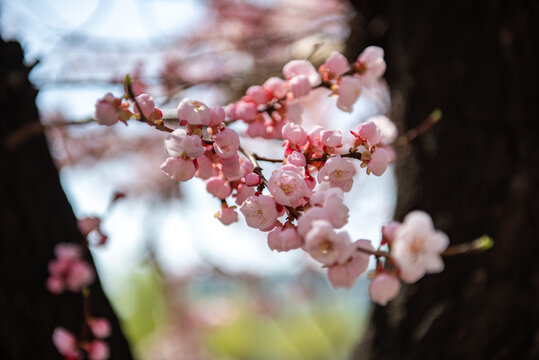 春色桃花
