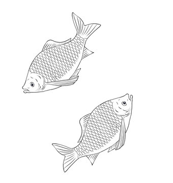 兩條線條勾勒的簡約魚