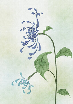 菊花藍色