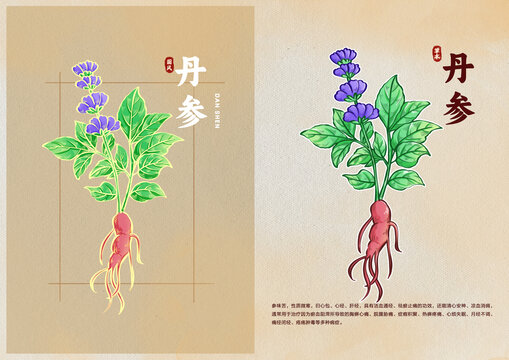手繪丹參中醫(yī)草藥