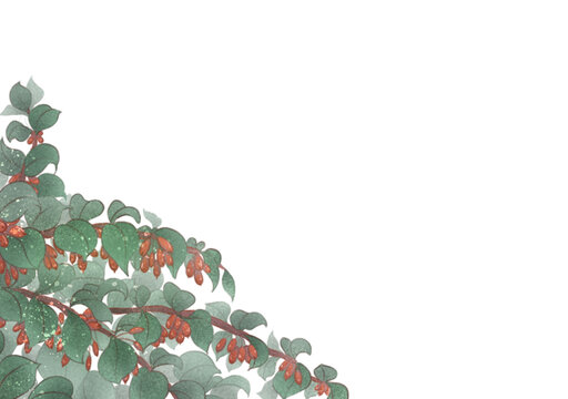 手繪枸杞枝葉清新插畫