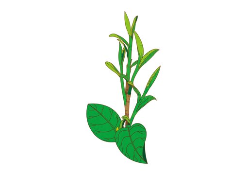 手繪矢量茶葉插畫