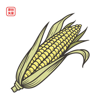 手繪矢量玉米插畫