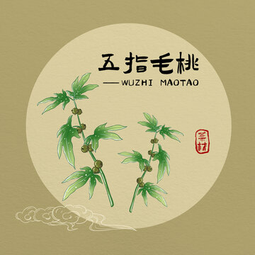 五指毛桃中藥材插畫