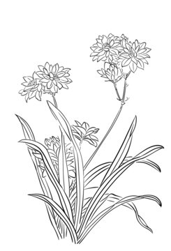 白描線稿花卉圖插畫素材