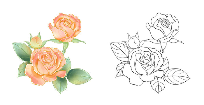 月季花插畫水彩玫瑰花