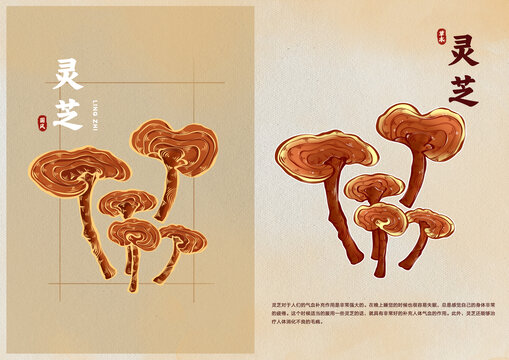 手繪靈芝中醫(yī)草藥