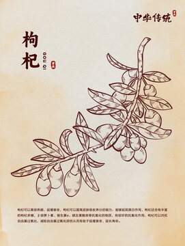 手繪枸杞線稿