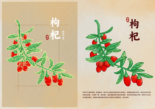 手繪枸杞中醫(yī)草藥