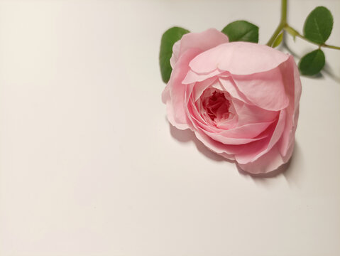 瑞典女王