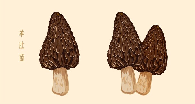 手繪羊肚菌插畫素材