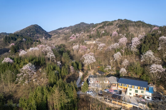 江油吳家后山辛夷花小年