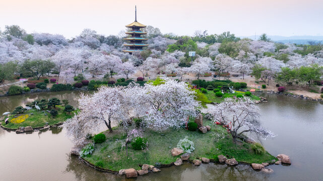 武漢東湖公園櫻花