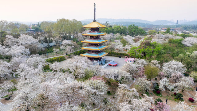 武漢東湖公園櫻花