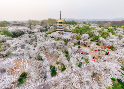 武漢東湖公園櫻花