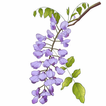 紫藤花