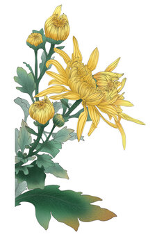 菊花線描上色花卉素材圖案