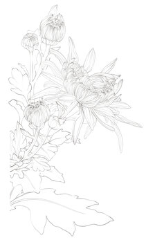 菊花線描花卉素材圖案