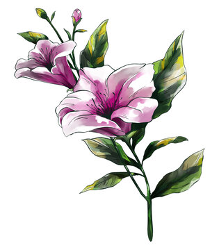 手繪粉色花卉植物插畫(huà)