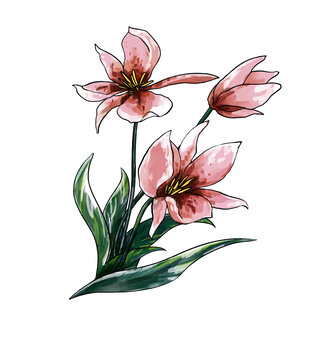 手繪粉色優(yōu)雅三朵百合花