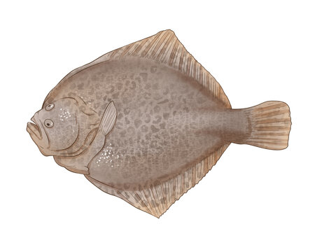 多寶魚