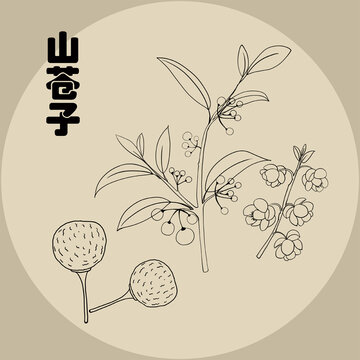 山蒼子植物線描插畫素材