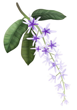 紫色花卉植物插畫素材藍(lán)花藤