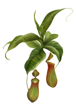 精致手繪豬籠草植物插畫