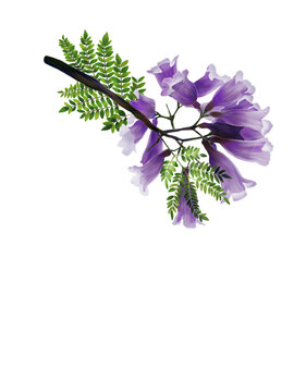 藍(lán)花楹