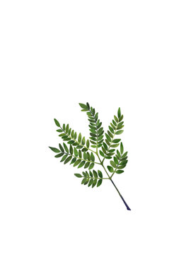 藍(lán)花楹清新手繪羽狀綠葉素材