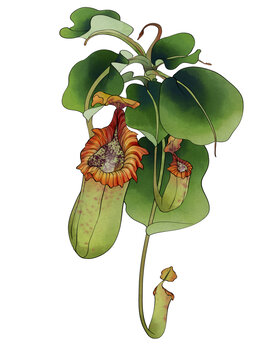 截葉豬籠草