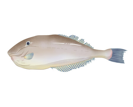 馬面魚手繪插畫
