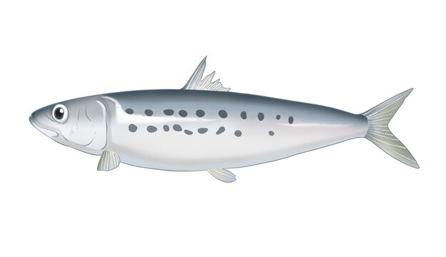 沙丁魚手繪插畫