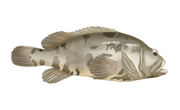 石斑魚的寫實(shí)風(fēng)魚類插畫
