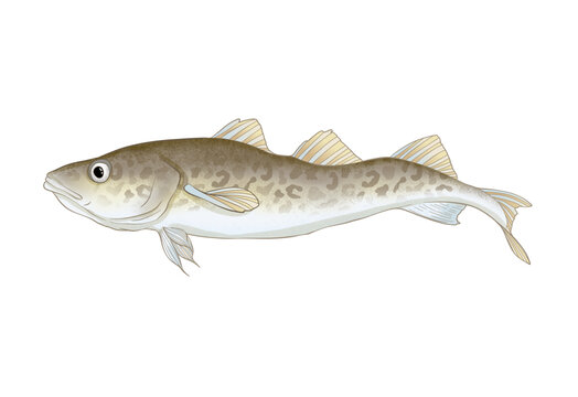 鱈魚插畫素材