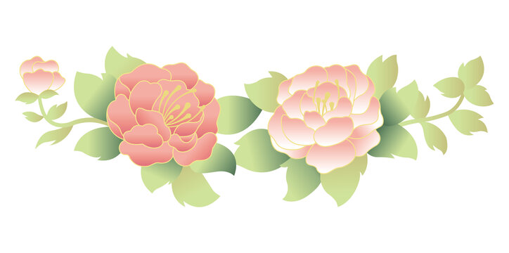 芍藥植物插畫