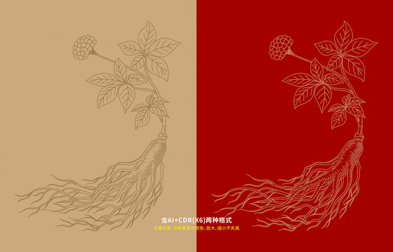 手繪鋼筆版畫風(fēng)人參西洋參插畫