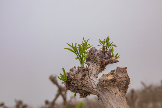 新疆萬畝棗樹林種植基地