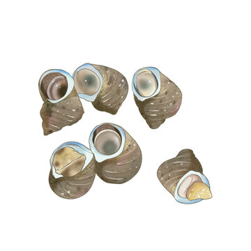 蠑螺