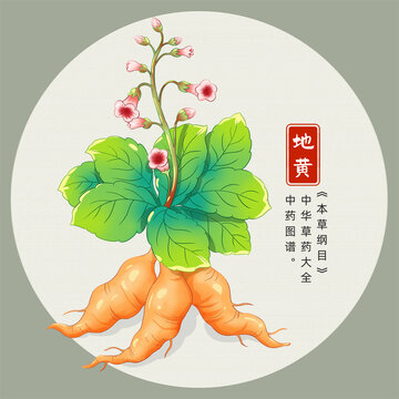 地黃插畫手繪