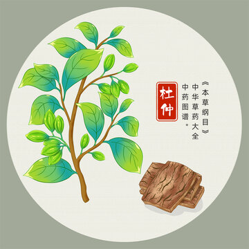 杜仲插畫手繪