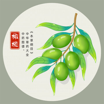 橄欖插畫手繪