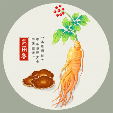 高麗參插畫手繪