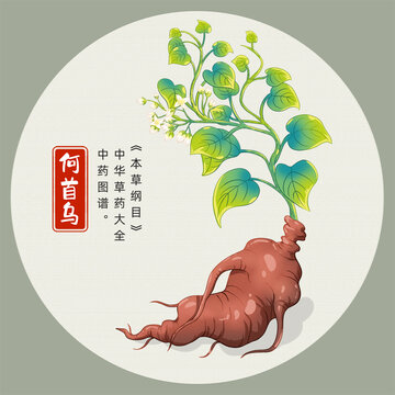 何首烏插畫手繪