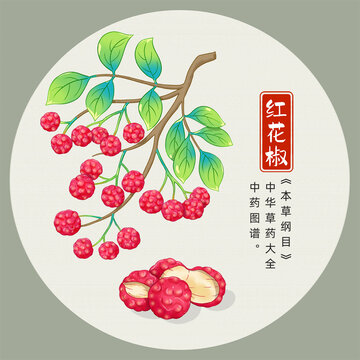 紅花椒插畫(huà)手繪