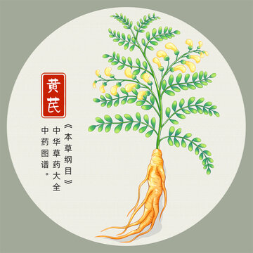 黃芪插畫手繪