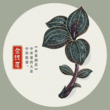 金線蓮插畫手繪