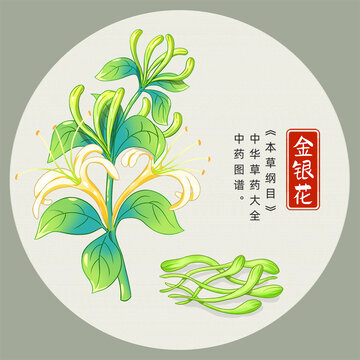 金銀花插畫(huà)手繪